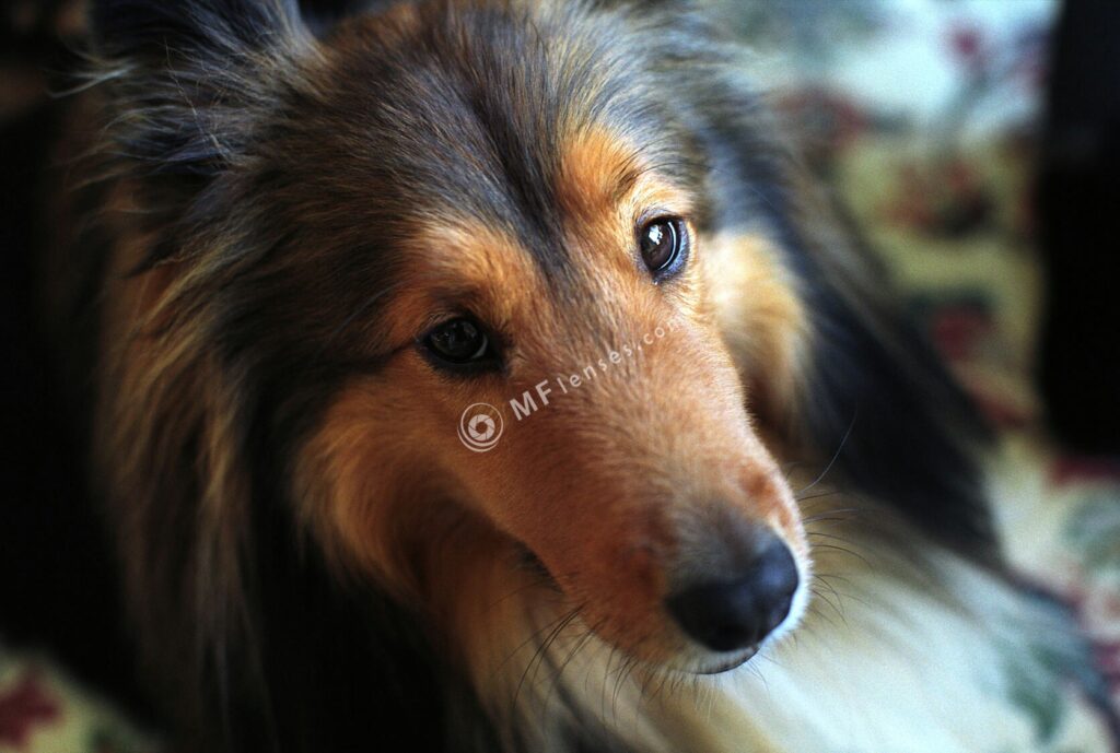Nikkor 50mm f/1.2 AI-1191