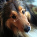 Nikkor 50mm f/1.2 AI-1191