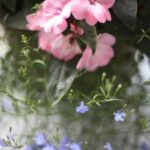 Nikkor 50mm f/1.2 AI-1193