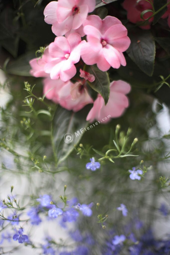 Nikkor 50mm f/1.2 AI-1193