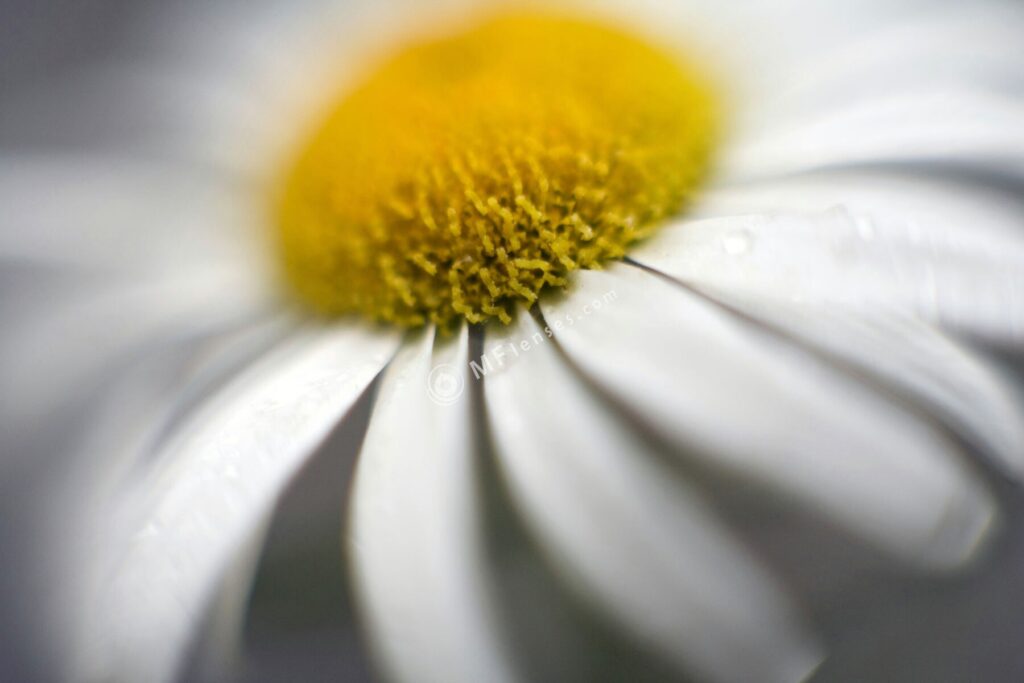 Nikkor 50mm f/1.2 AI-1197