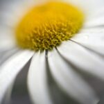Nikkor 50mm f/1.2 AI-1197