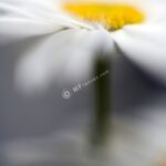 Nikkor 50mm f/1.2 AI-1198