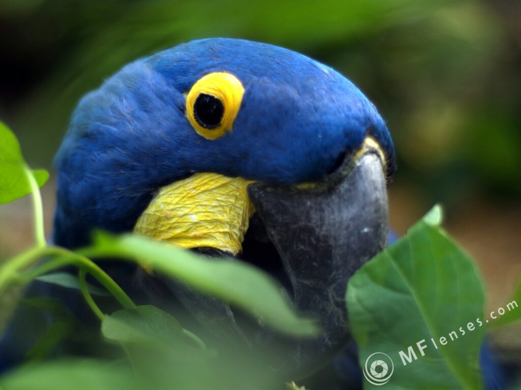 Nikon Nikkor 50mm f/1.8 AIS-2327