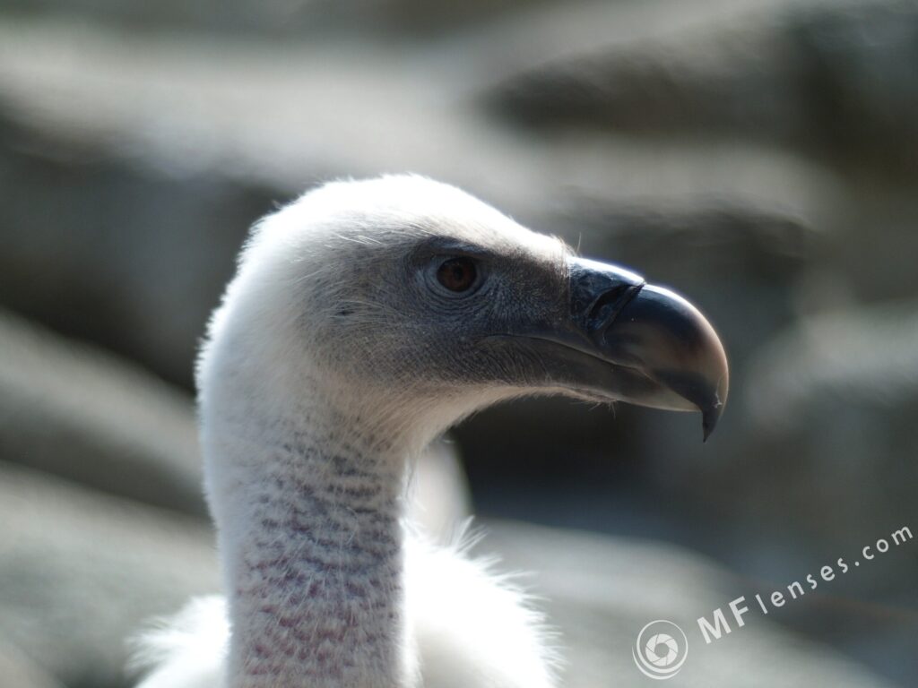 Nikon Nikkor 50mm f/1.8 AIS-2334