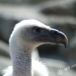 Nikon Nikkor 50mm f/1.8 AIS-2334