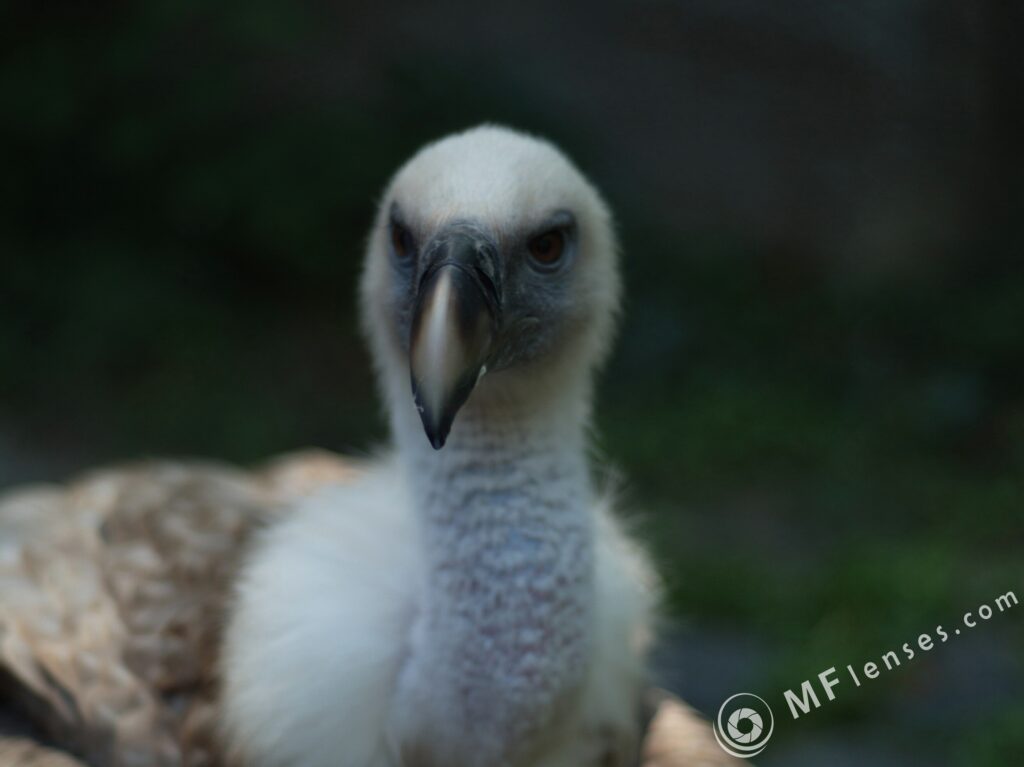 Nikon Nikkor 50mm f/1.8 AIS-2335