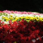 Nikon Nikkor 50mm f/1.8 AIS-2336