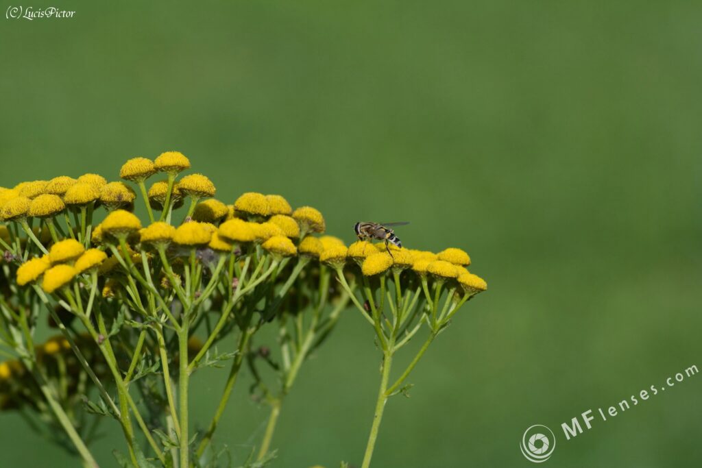 Nikon Nikkor Q.C 135mm f3.5-2527