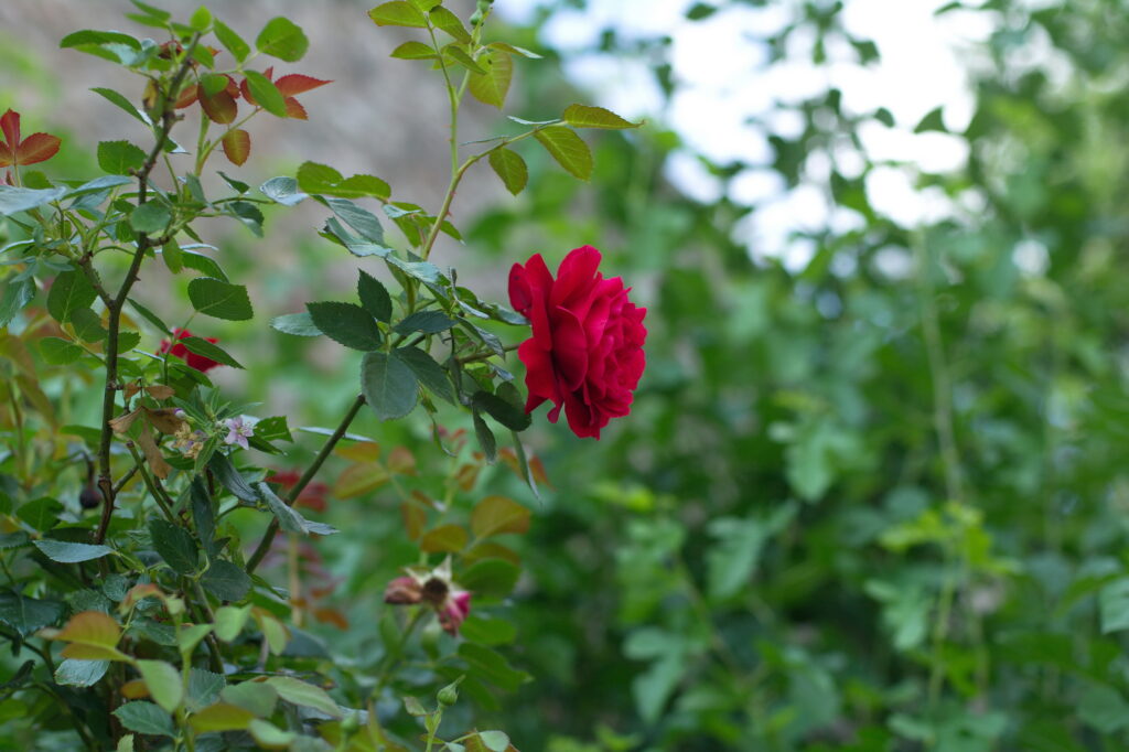 Nikon Nikkor 50mm f1.4 AIS NX100-13552