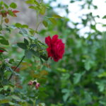 Nikon Nikkor 50mm f1.4 AIS NX100-13552