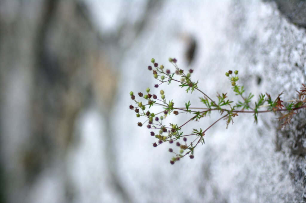 Nikon Nikkor 50mm f1.4 AIS NX100-13553