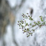 Nikon Nikkor 50mm f1.4 AIS NX100-13553