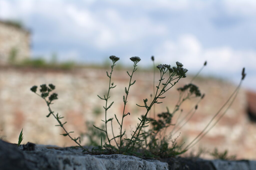 Nikon Nikkor 50mm f1.4 AIS NX100-13554