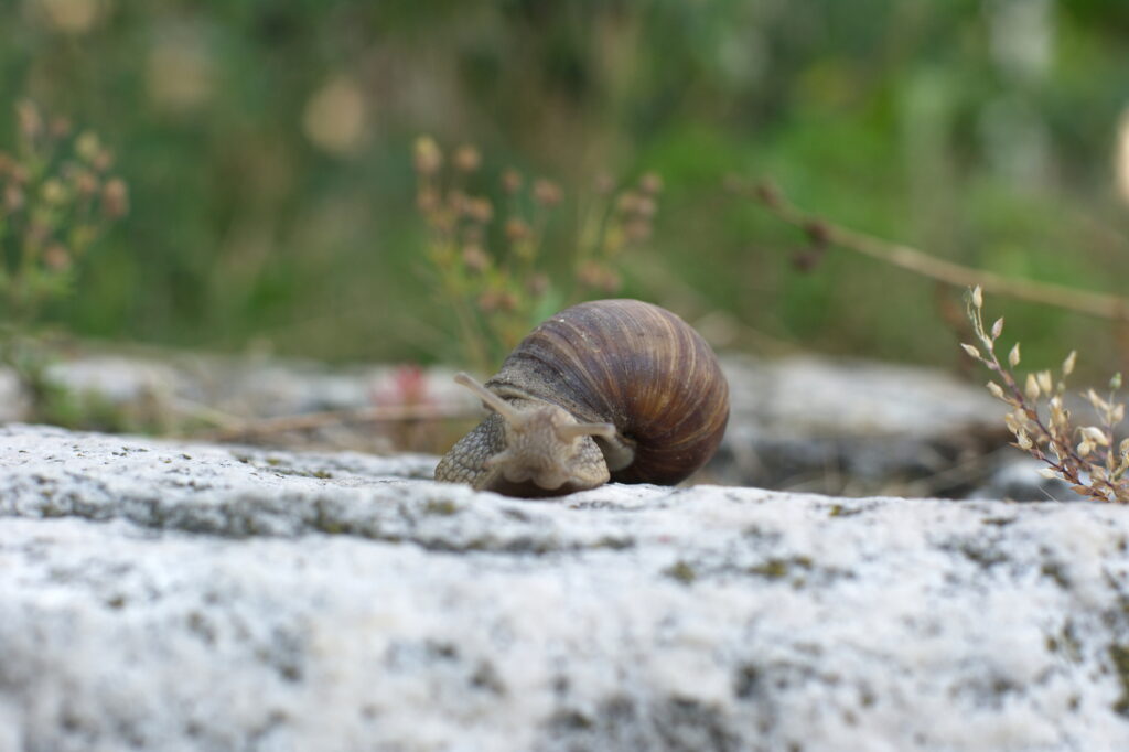 Nikon Nikkor 50mm f1.4 AIS NX100-13555