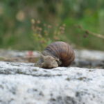 Nikon Nikkor 50mm f1.4 AIS NX100-13555
