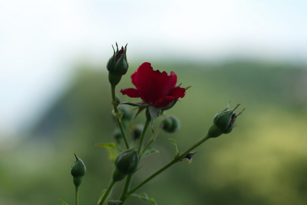 Nikon Nikkor 50mm f1.4 AIS NX100-13558