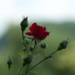 Nikon Nikkor 50mm f1.4 AIS NX100-13558