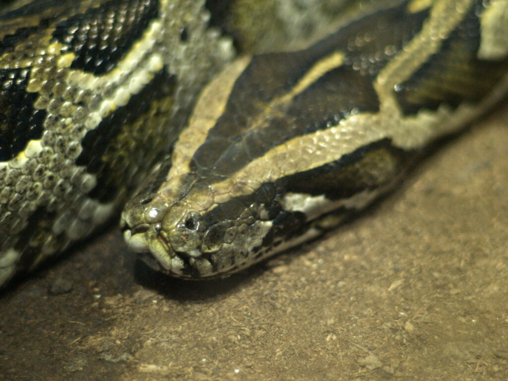 Nikon Nikkor 105mm f1.8 AIS-4729