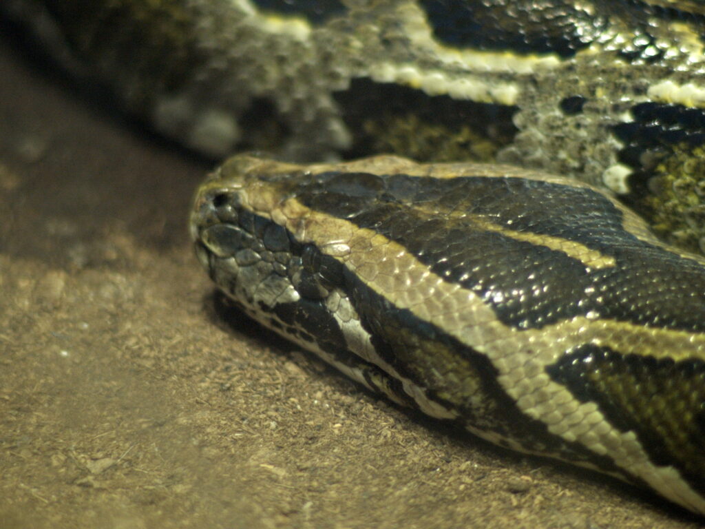 Nikon Nikkor 105mm f1.8 AIS-4730