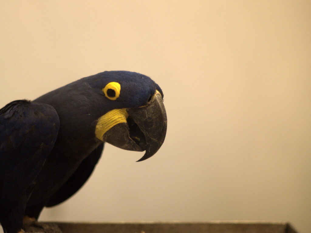 Nikon Nikkor 105mm f1.8 AIS-4731