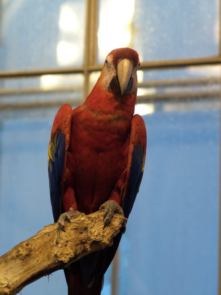 Nikon Nikkor 105mm f1.8 AIS-4733