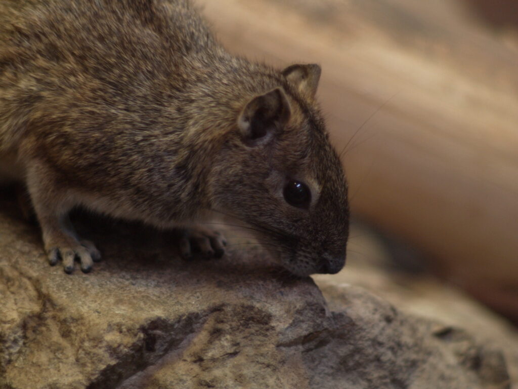 Nikon Nikkor 105mm f1.8 AIS-4734