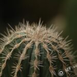 Nikon Nikkor 105mm f1.8 AIS-3808