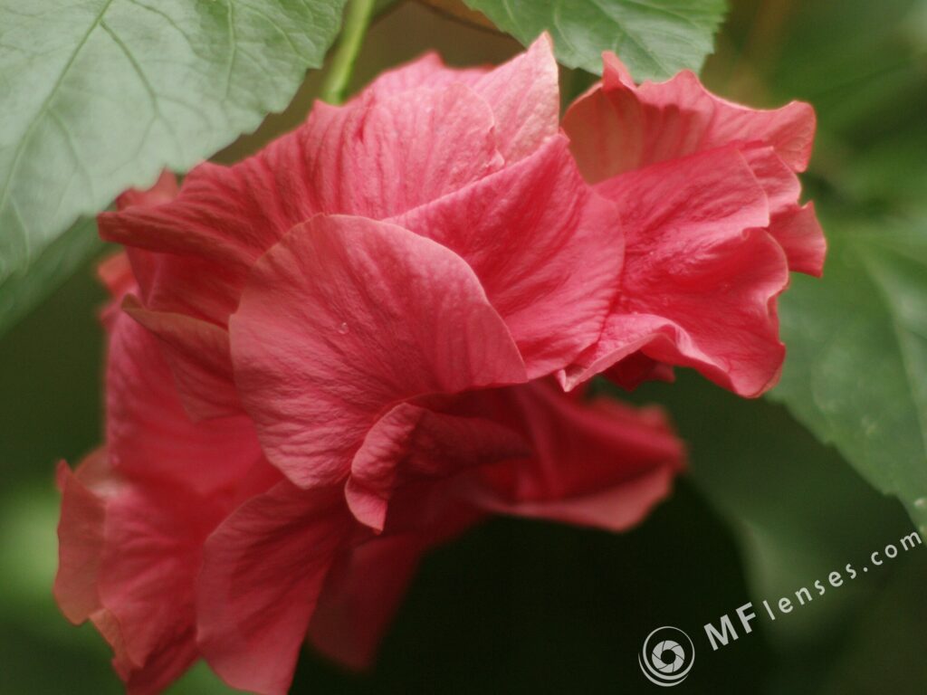 Nikon Nikkor 105mm f1.8 AIS-3810