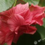 Nikon Nikkor 105mm f1.8 AIS-3810