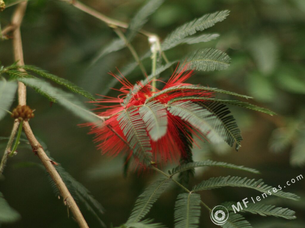 Nikon Nikkor 105mm f1.8 AIS-3811