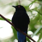 Nikon Nikkor 105mm f1.8 AIS-3816