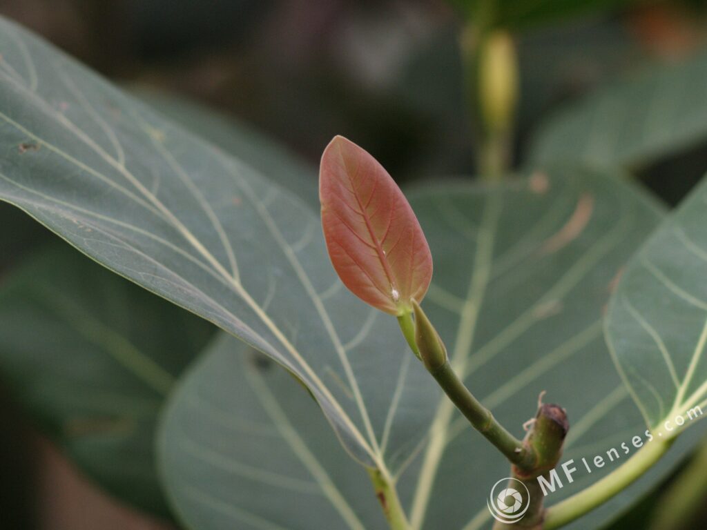 Nikon Nikkor 105mm f1.8 AIS-3817