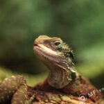 Nikon Nikkor 105mm f1.8 AIS-3818