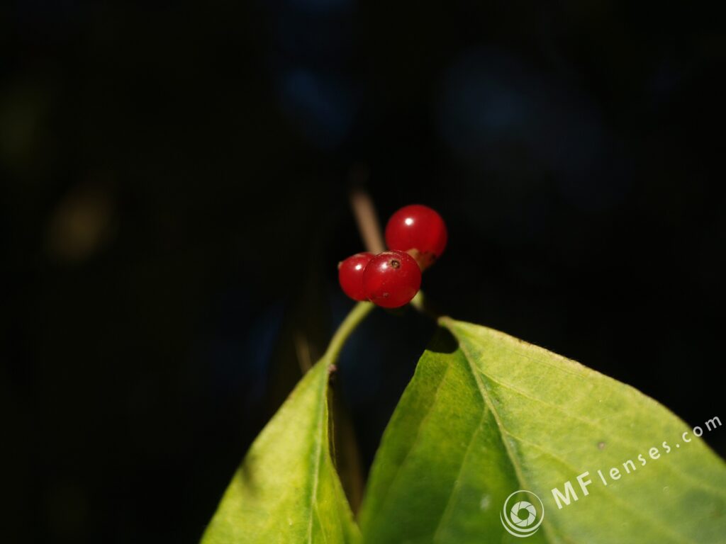 Nikon Nikkor 28mm f2.8 AIS 0.2 cm close focus-3348