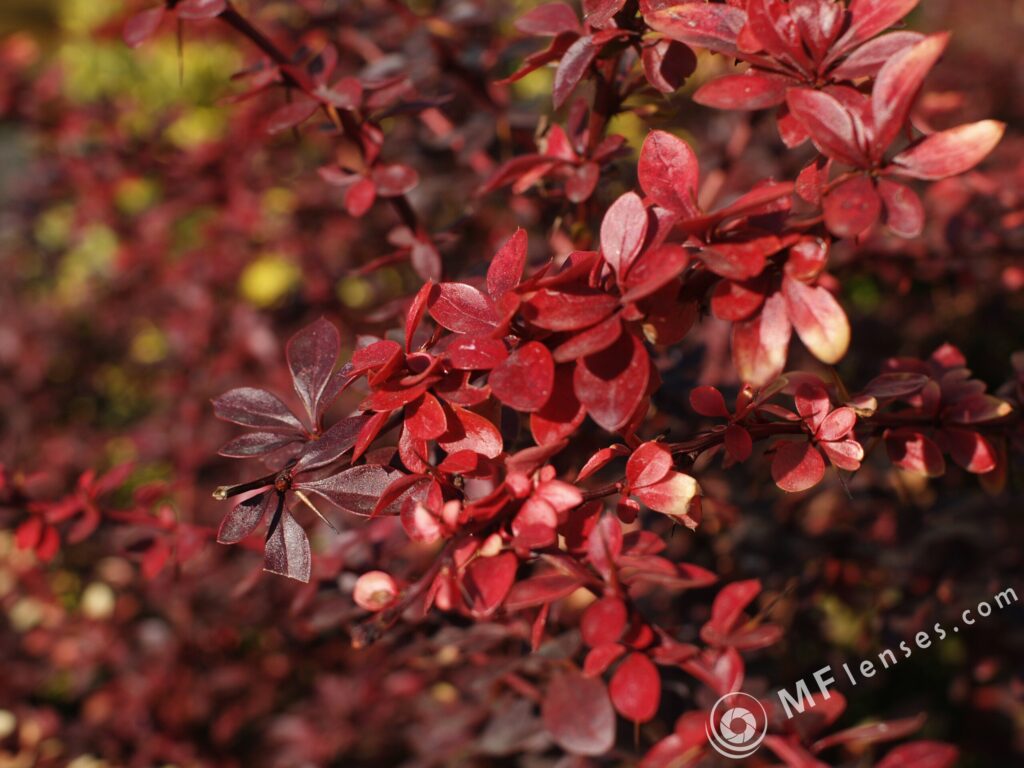 Nikon Nikkor 28mm f2.8 AIS 0.2 cm close focus-3349