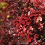 Nikon Nikkor 28mm f2.8 AIS 0.2 cm close focus-3349