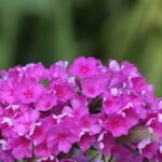 Nikon Micro Nikkor 200mm f4 AIS-5331
