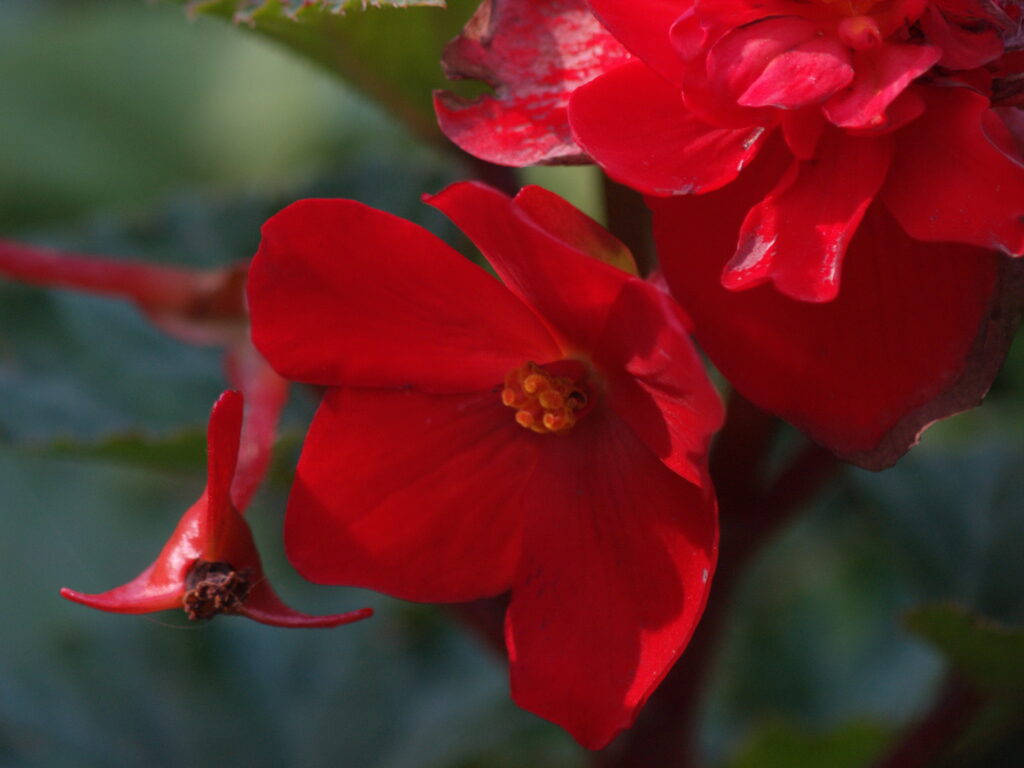 Nikon Micro Nikkor 200mm f4 AIS-5333