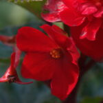 Nikon Micro Nikkor 200mm f4 AIS-5333