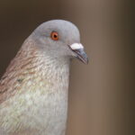 Nikon Micro Nikkor 200mm f4 AIS-4388