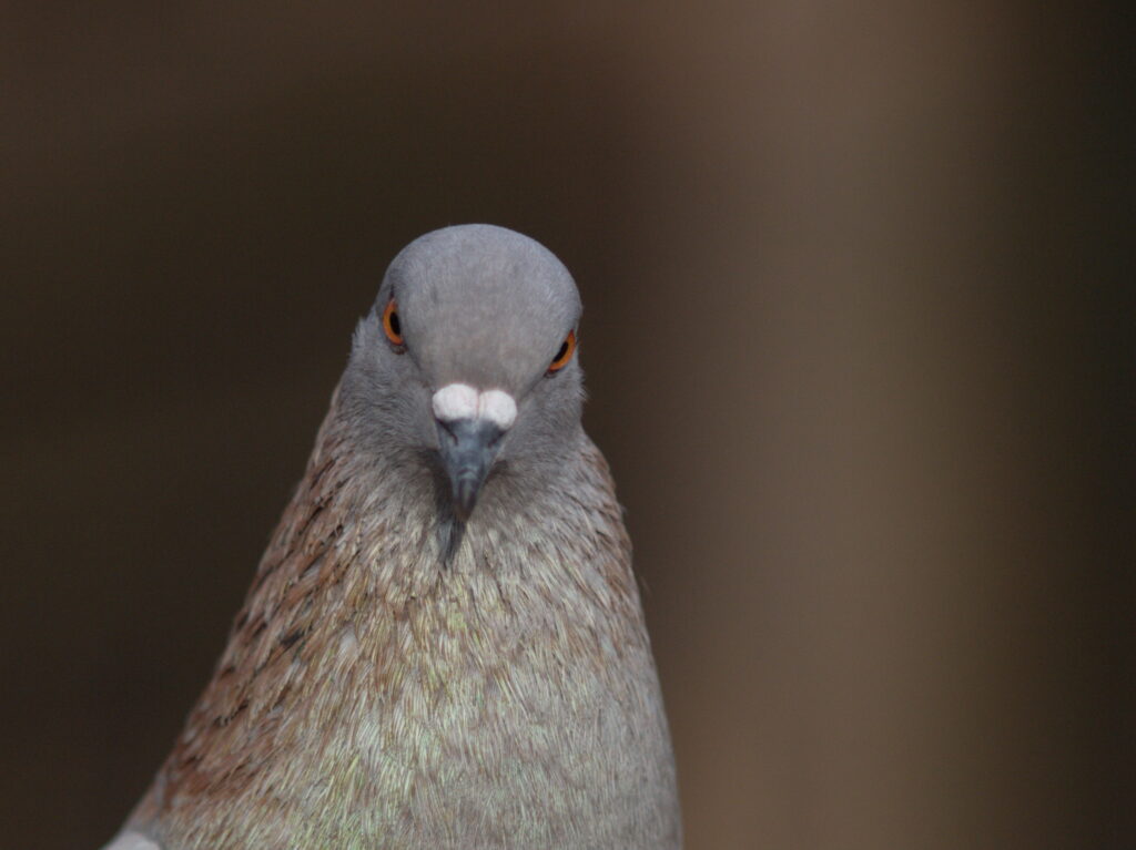 Nikon Micro Nikkor 200mm f4 AIS-4387