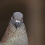 Nikon Micro Nikkor 200mm f4 AIS-4387