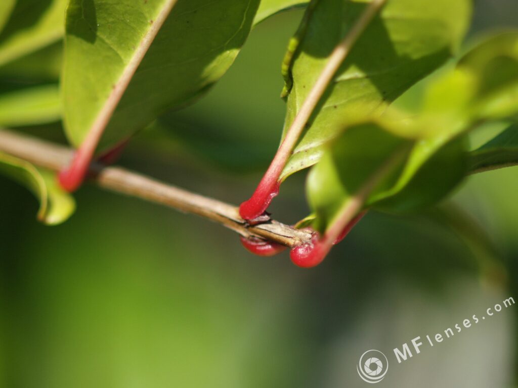 Nikon Micro Nikkor 200mm f4 AIS-3065