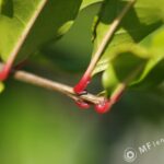 Nikon Micro Nikkor 200mm f4 AIS-3065