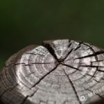 Nikon Micro Nikkor 200mm f4 AIS-3066