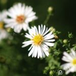 Nikon Micro Nikkor 200mm f4 AIS-3067