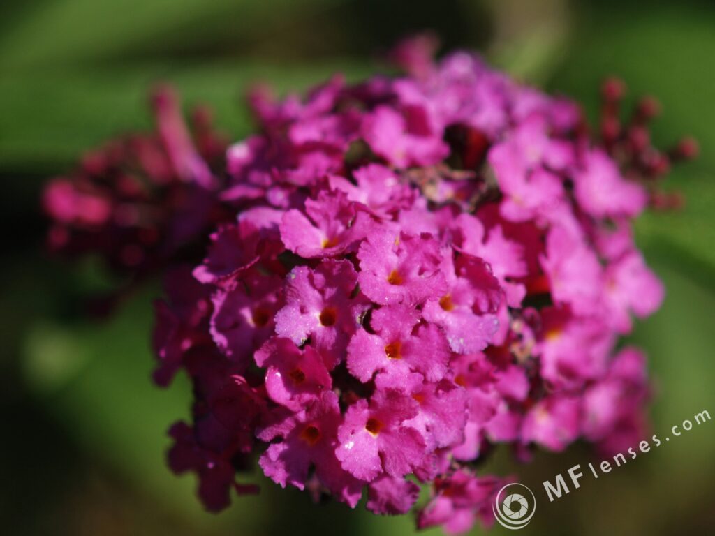 Nikon Micro Nikkor 200mm f4 AIS-3072