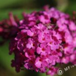 Nikon Micro Nikkor 200mm f4 AIS-3072