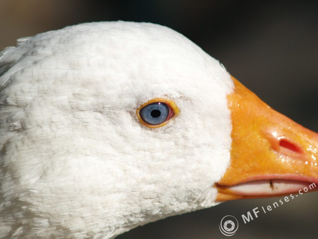 Nikon Micro Nikkor 200mm f4 AIS-3074